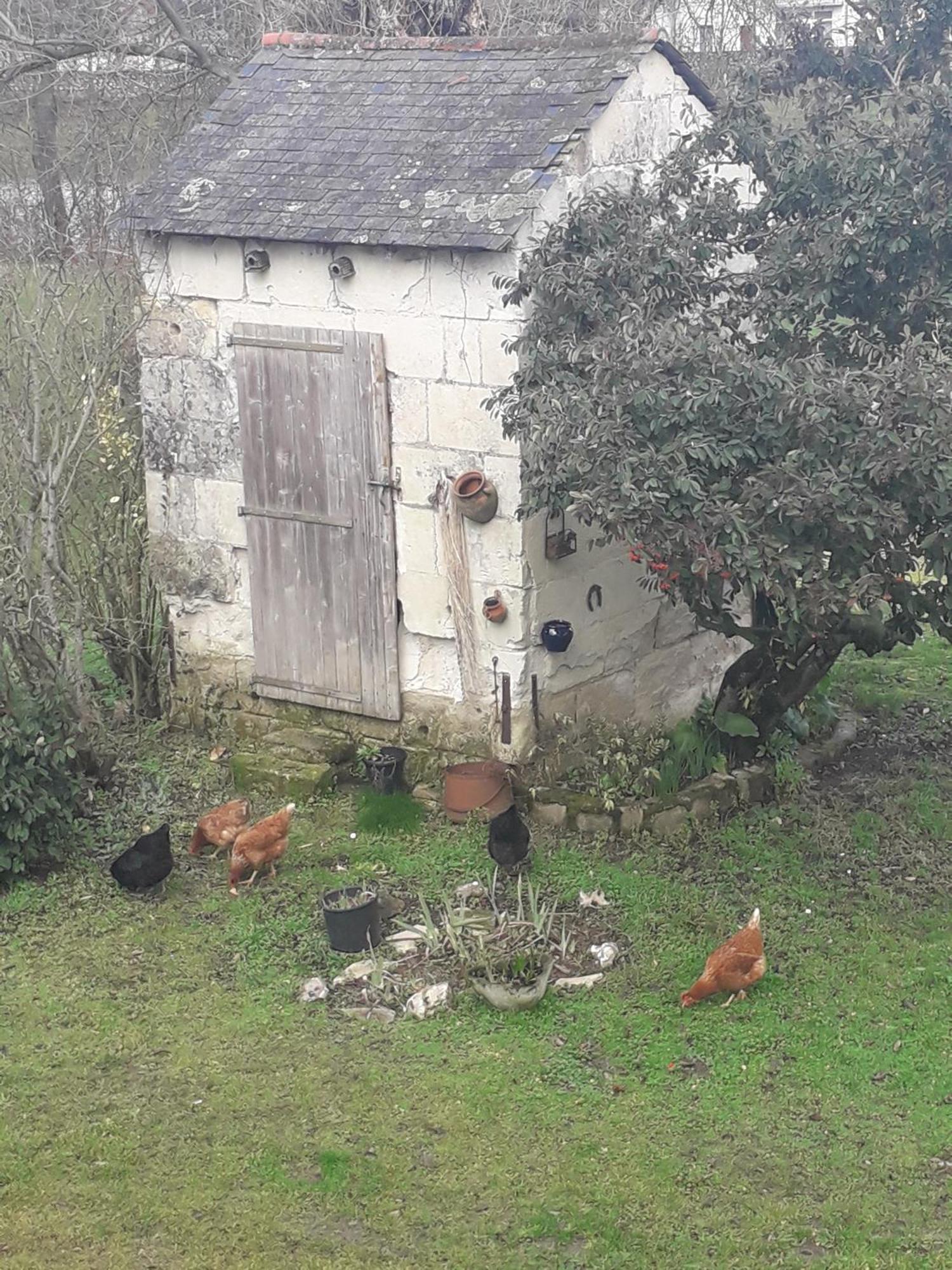 Chambres D'Hotes De L'Ile Du Saule Saumur Dış mekan fotoğraf